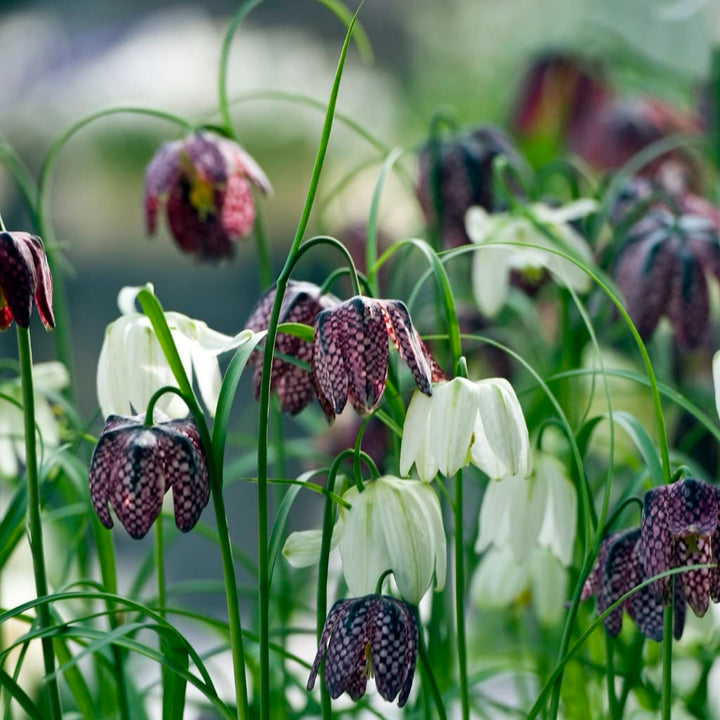 Schachbrettblumen Mix