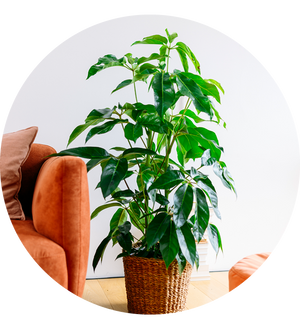 Schefflera arboricola 'Amate' XXL-Größe