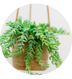 Sedum morganianum