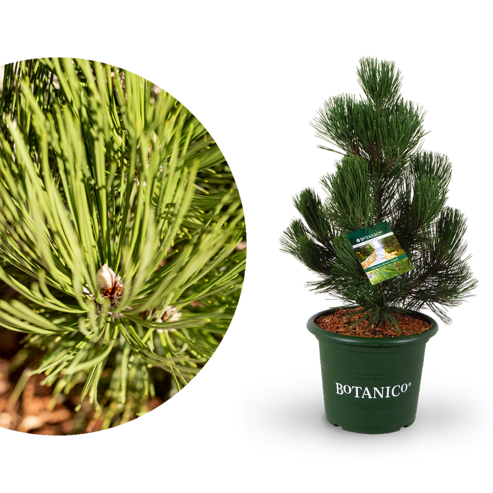 Große Schlangenhaut-Kiefer 'Malinki'