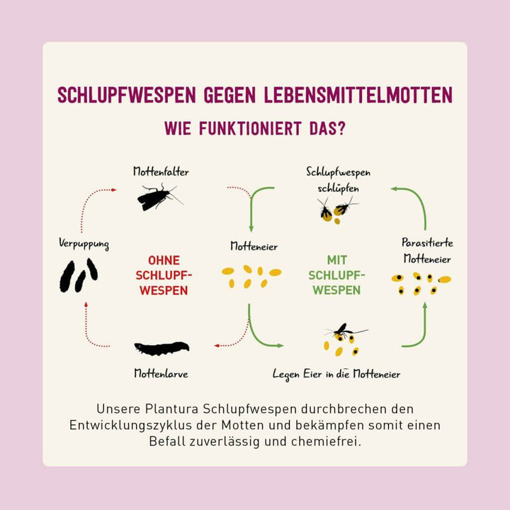 Wirkweise Schlupfwespen gegen Lebensmittelmotten