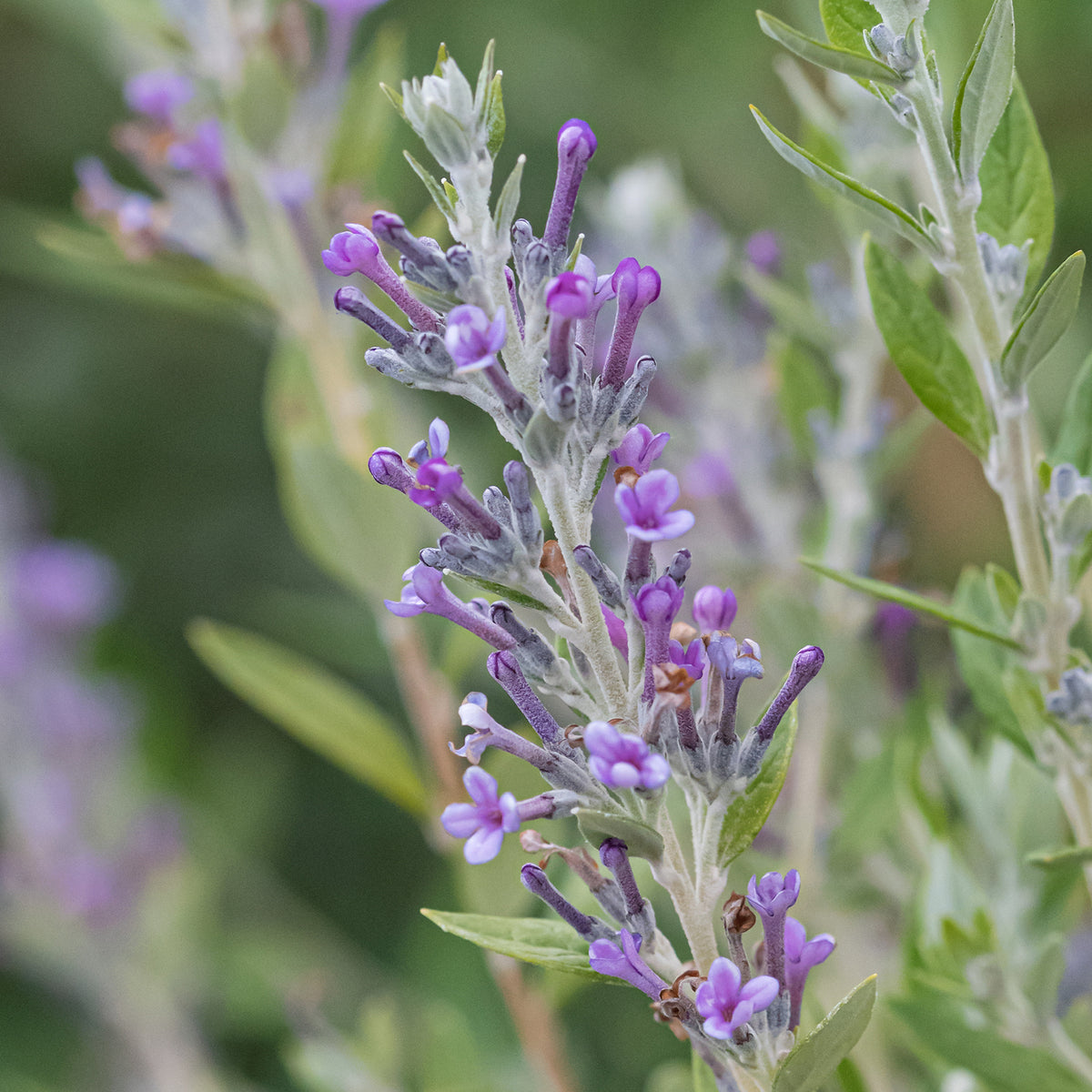 Blüte des Schmetterlingsflieders 'Unique'