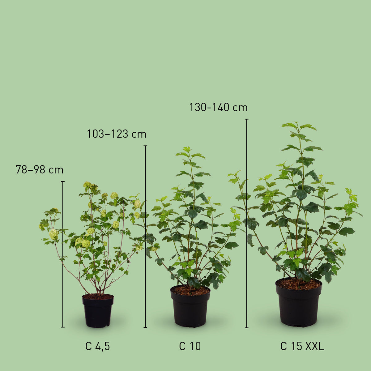 Größe des Gefüllten Schneeballs 'Roseum'