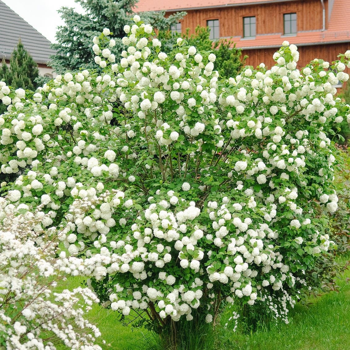 Gefüllter Schneeball 'Roseum' im Garten