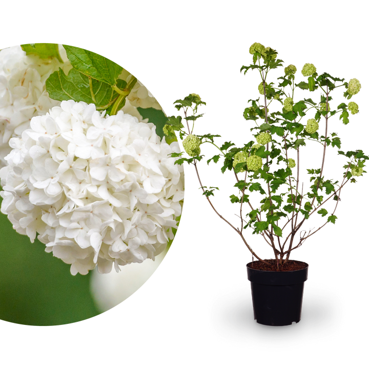 Gefüllter Schneeball 'Roseum'