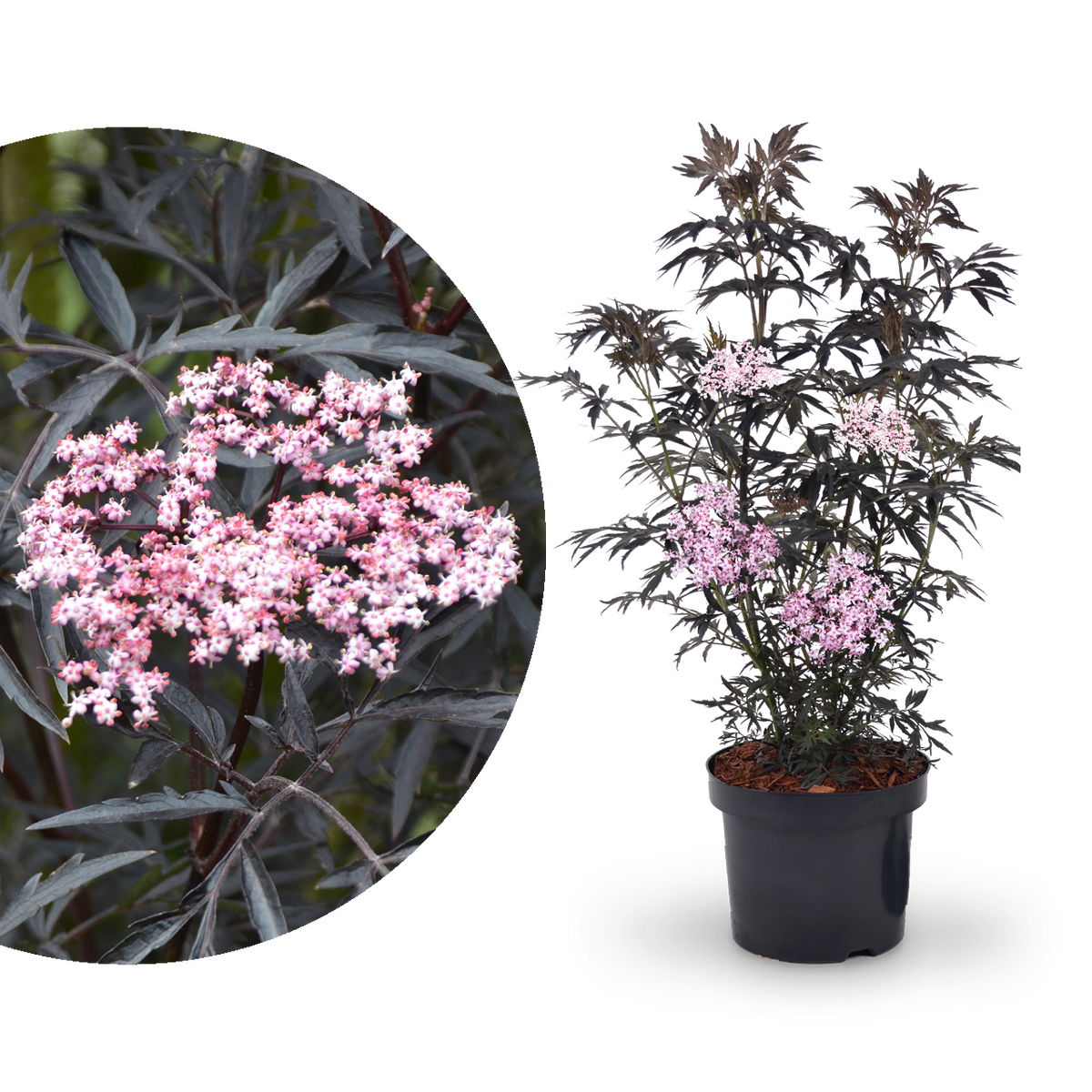 Schwarzer Holunder 'Black Lace'®