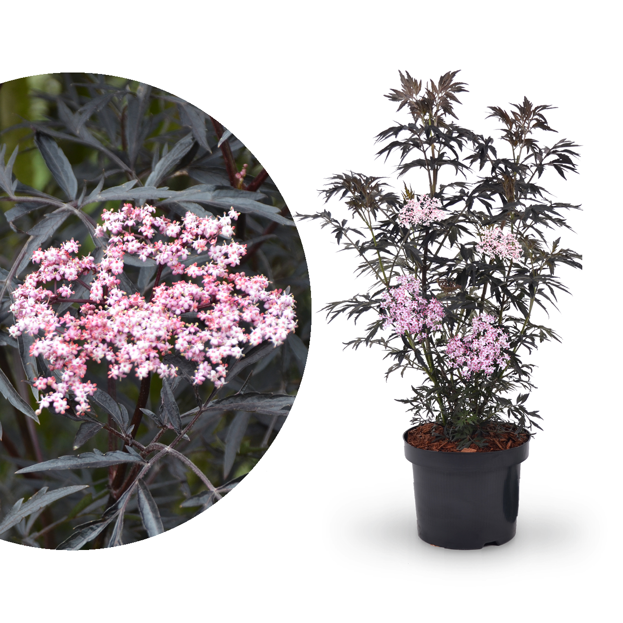 Schwarzer Holunder 'Black Lace'®