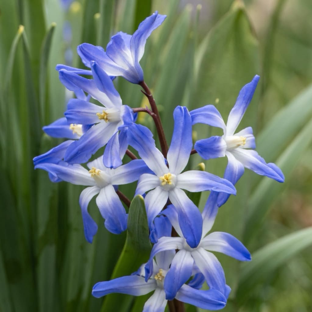 Bio-Blaustern Blau