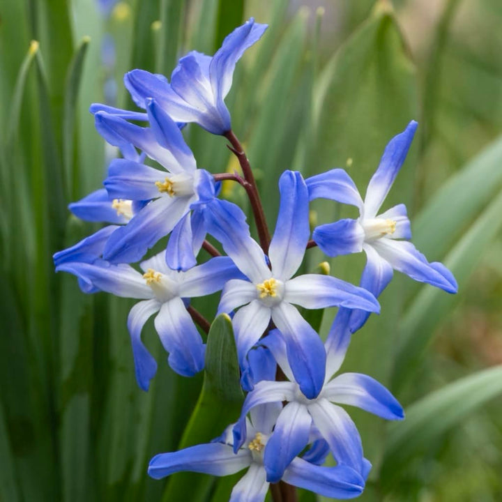Blaustern Hellblau