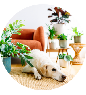 Haustierfreundliche Zimmerpflanzen im Set