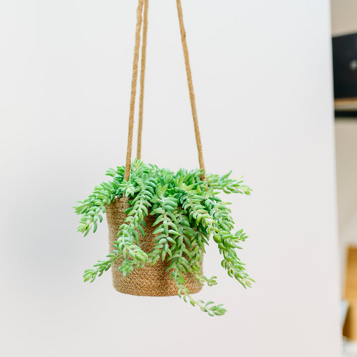 Sedum morganianum als Hängepflanze