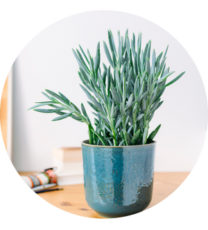 Senecio ficoides 'Mount Everest'