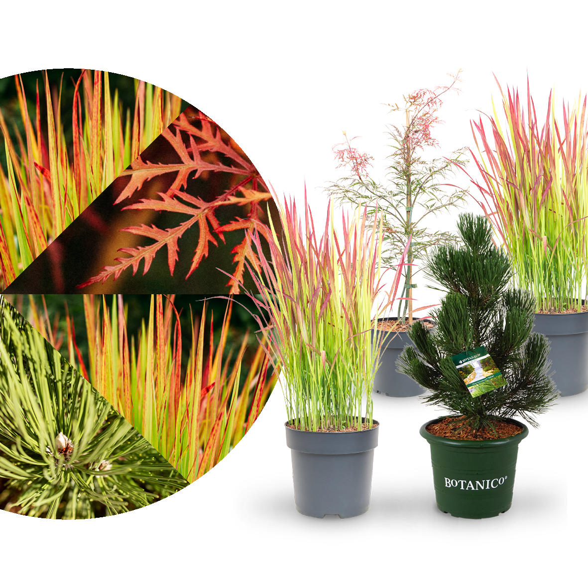 Asia-Pflanzen Zengarten kaufen