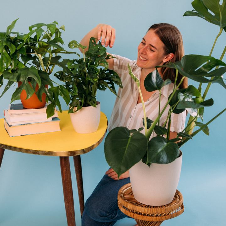 Set mit 3 Monstera-Arten