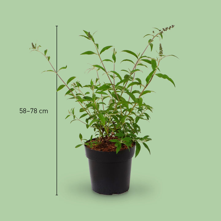 Größe des Sommerflieders 'Black Knight'