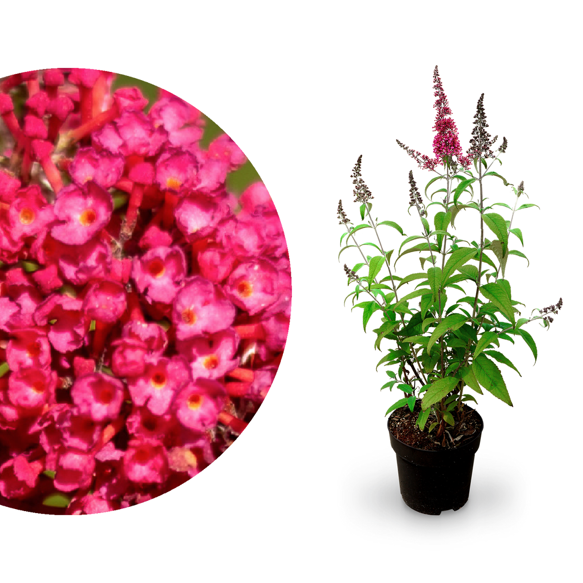 Sommerflieder 'Prince Charming' Rot