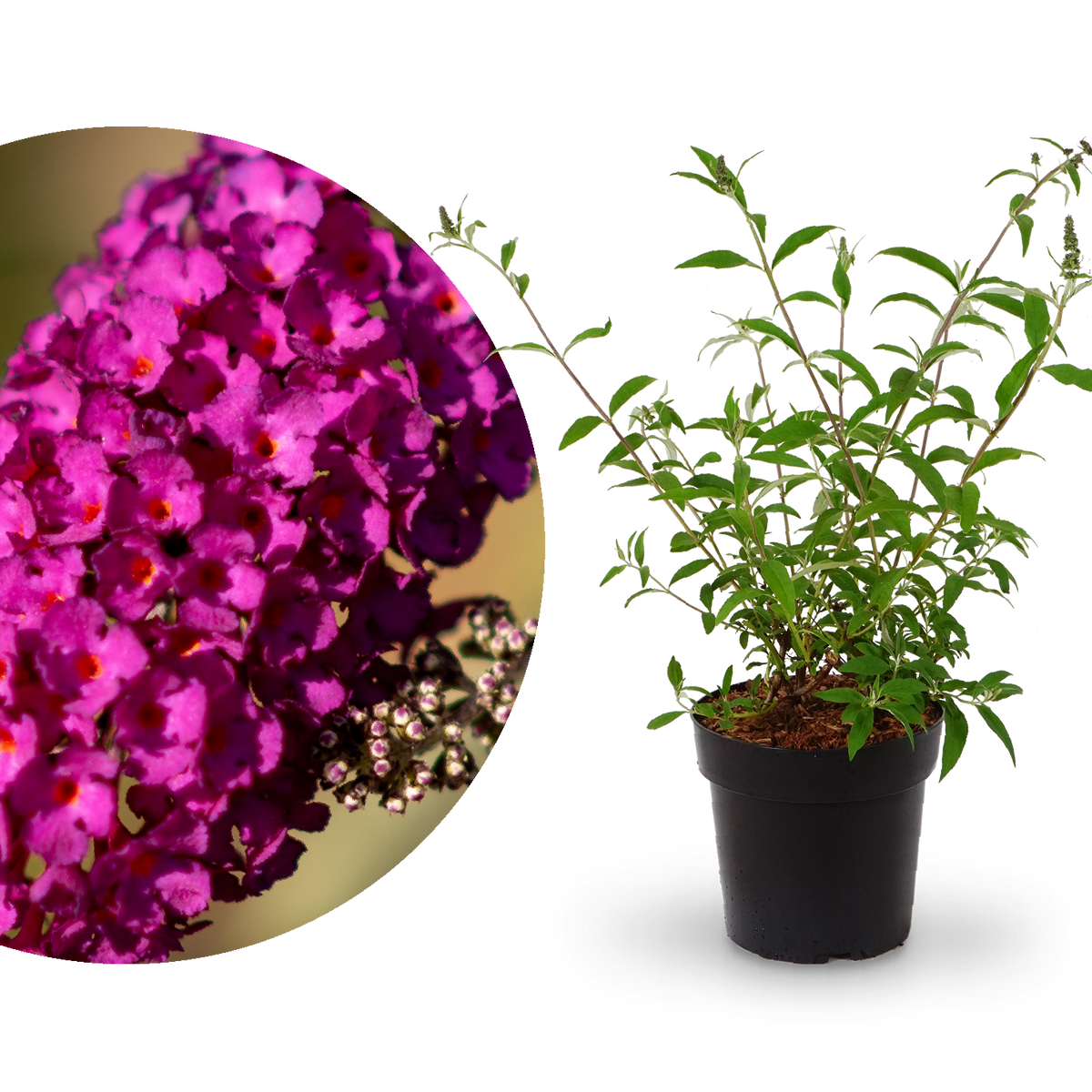 Sommerflieder 'Royal Red' Purpurrot