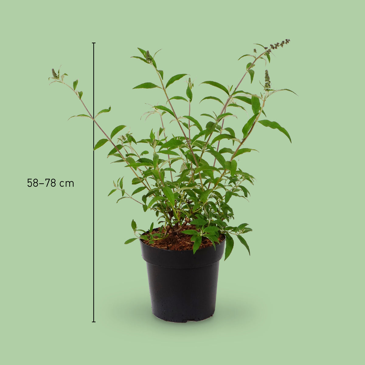 Größe des Sommerflieders 'Unique'