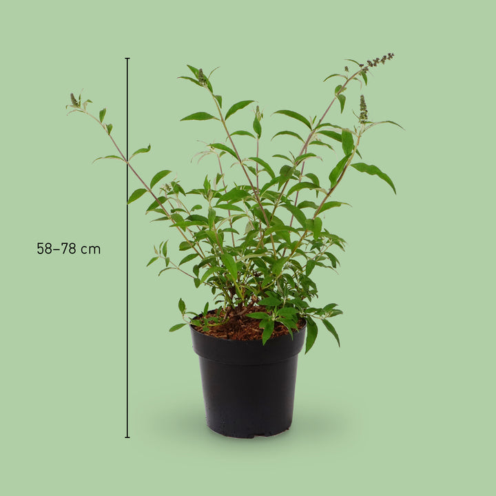 Größe des Sommerflieders 'Unique'