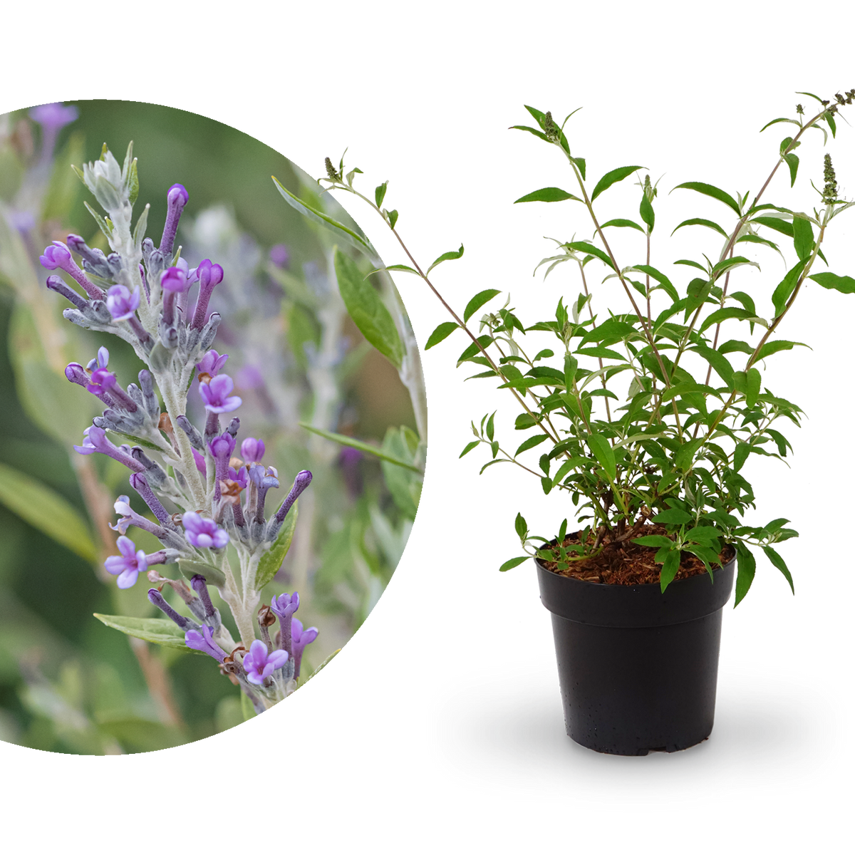 Sommerflieder 'Unique' Violettblau