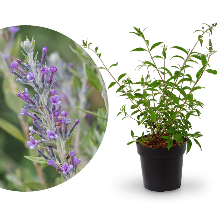 Sommerflieder 'Unique' Violettblau