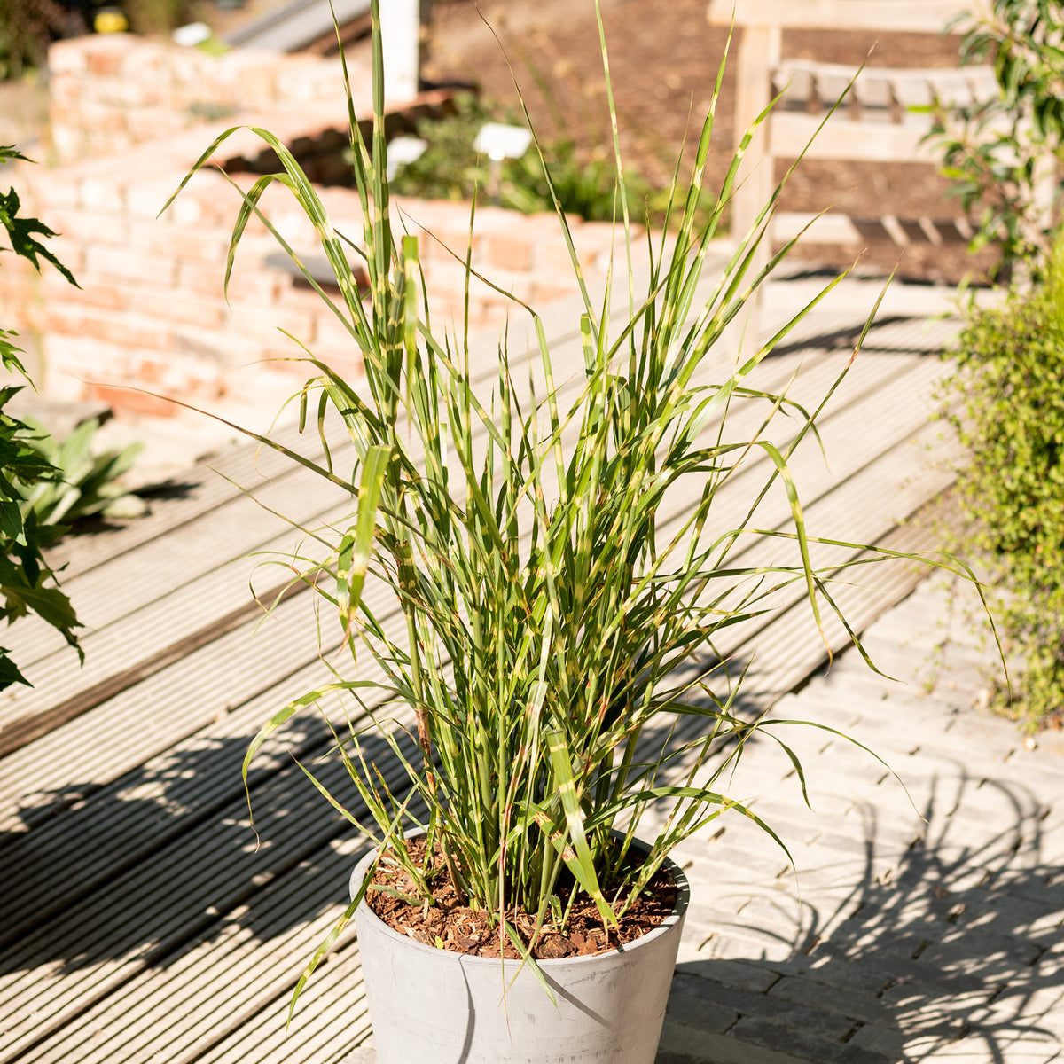Stachelschweingras 'Strictus' im Topf