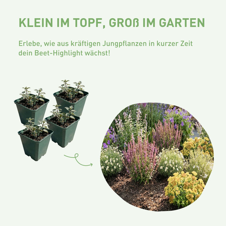 Vorher-Nachher Wirkung Stauden-Set einpflanzen