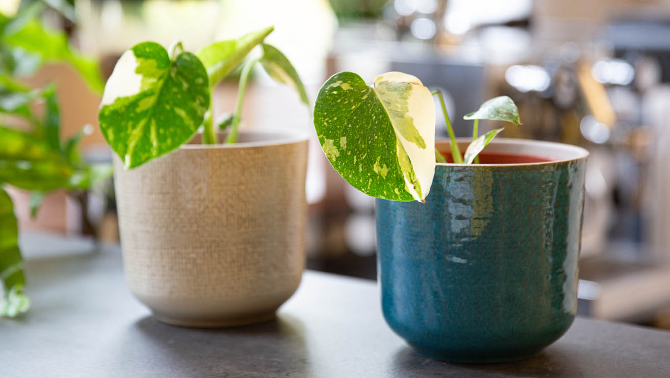 Steckling Monstera deliciosa 'Thai Constellation' im Übertopf