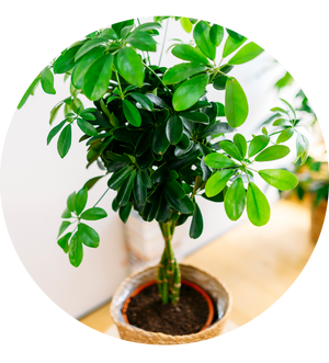 Schefflera arboricola 'Nora'