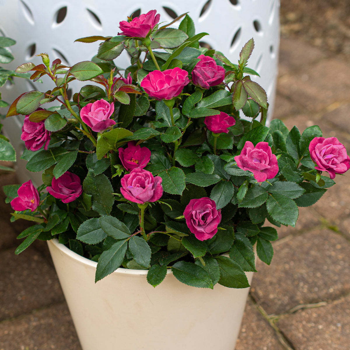 Strauchrose Knock Out® 'Rosa' im Topf