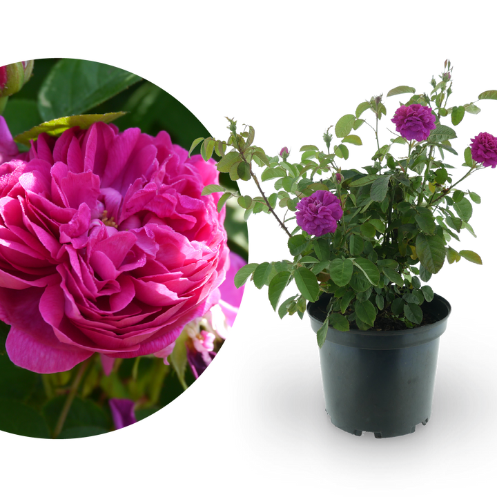 Strauchrose 'Rose de Resht' Purpur