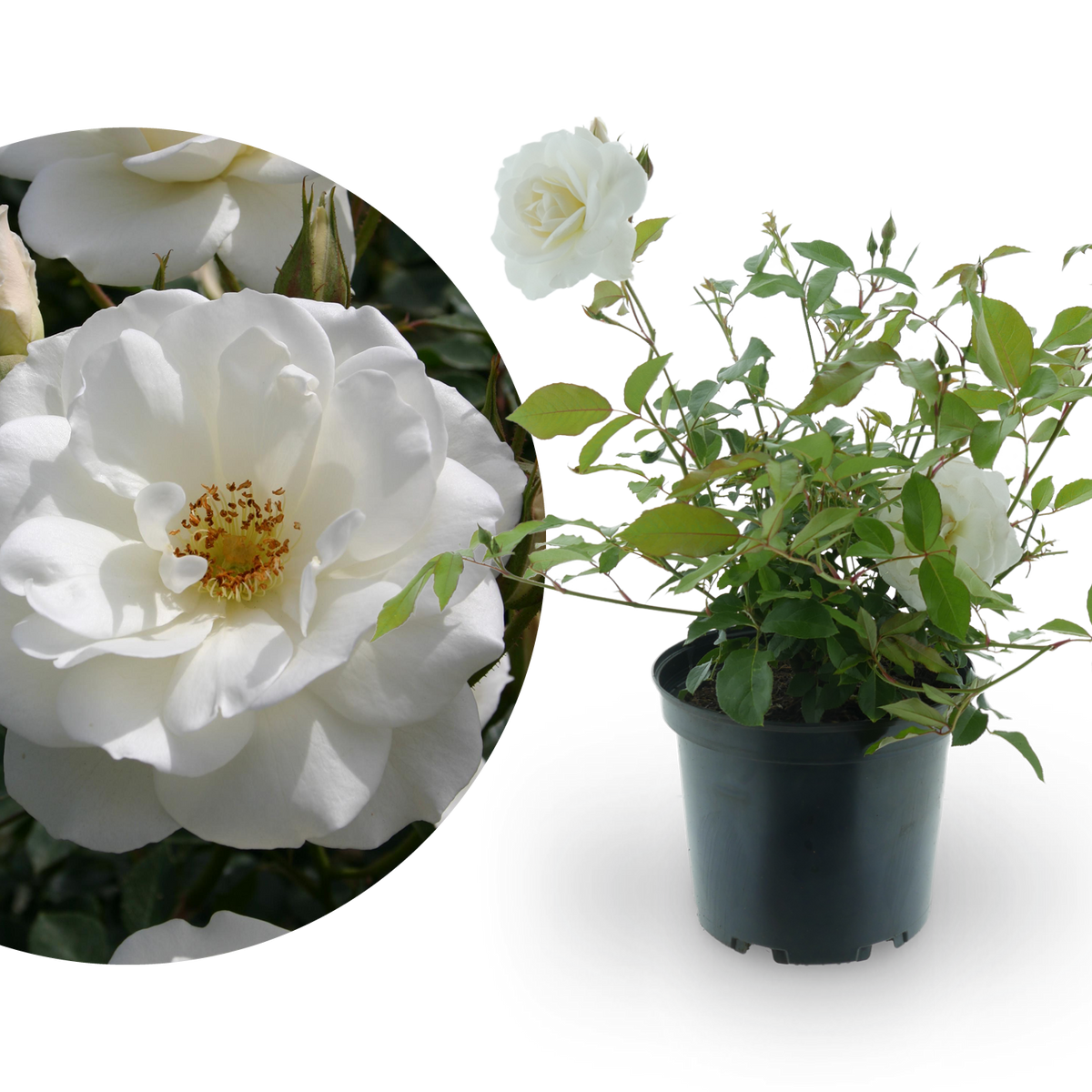 Strauchrose 'Schneewittchen'® Schneeweiß
