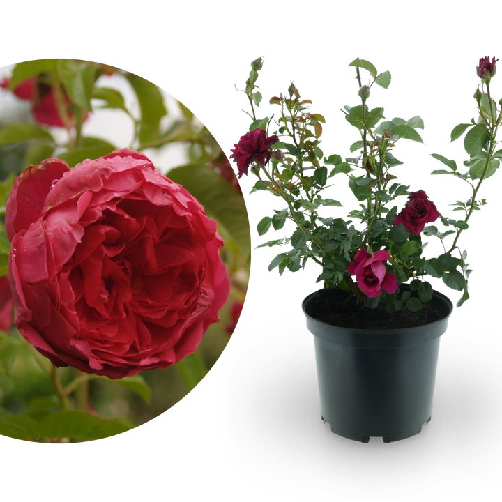Strauchrose 'Soul'® Purpurviolett