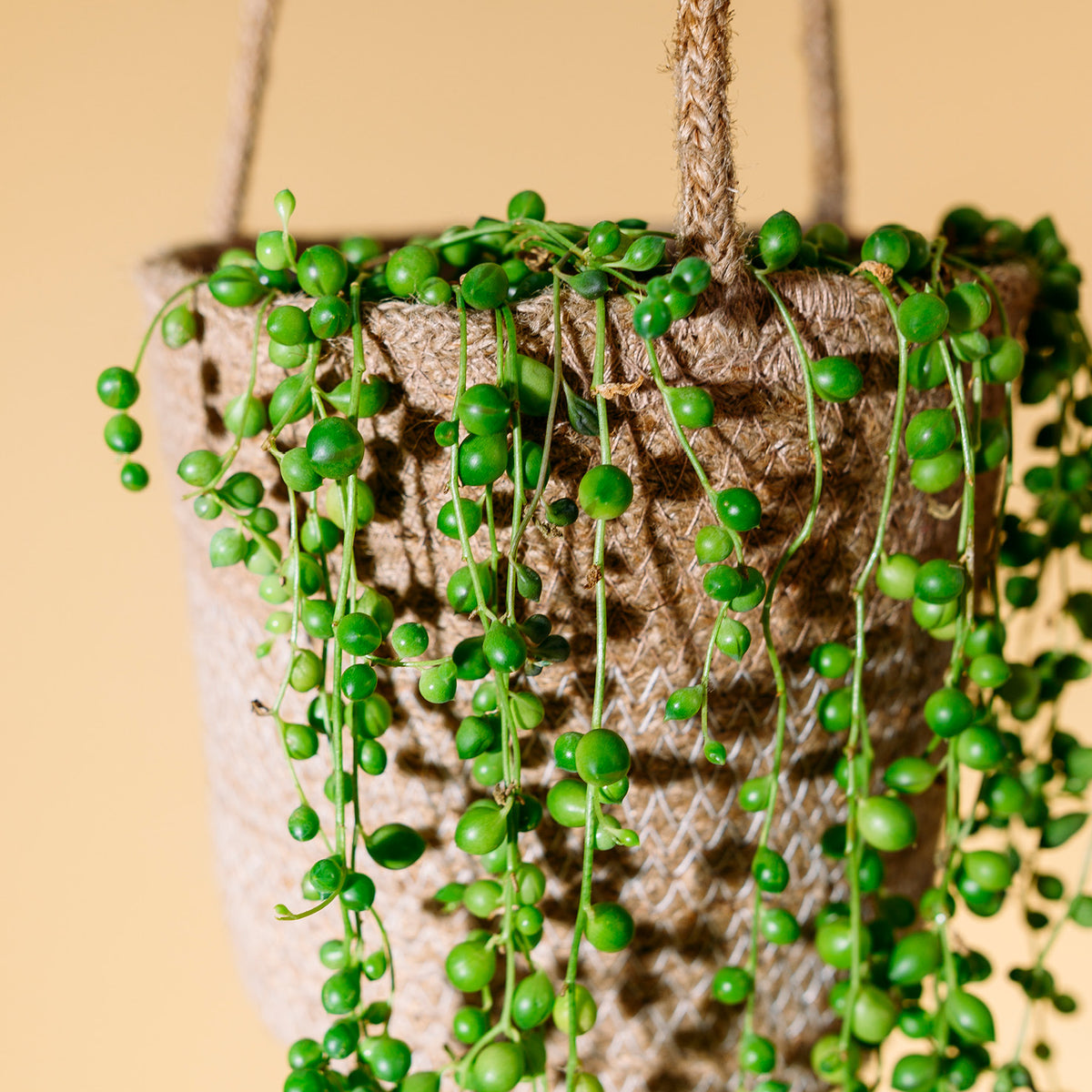 String of Pearls als Hängepflanze