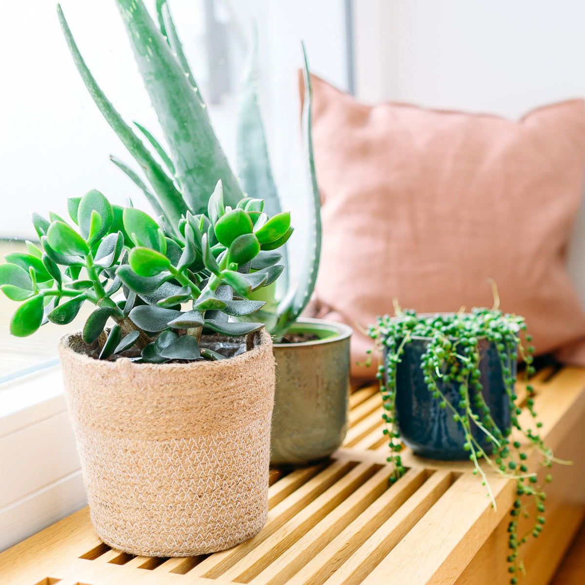 Verschiedene Sukkulenten Arten für drinnen