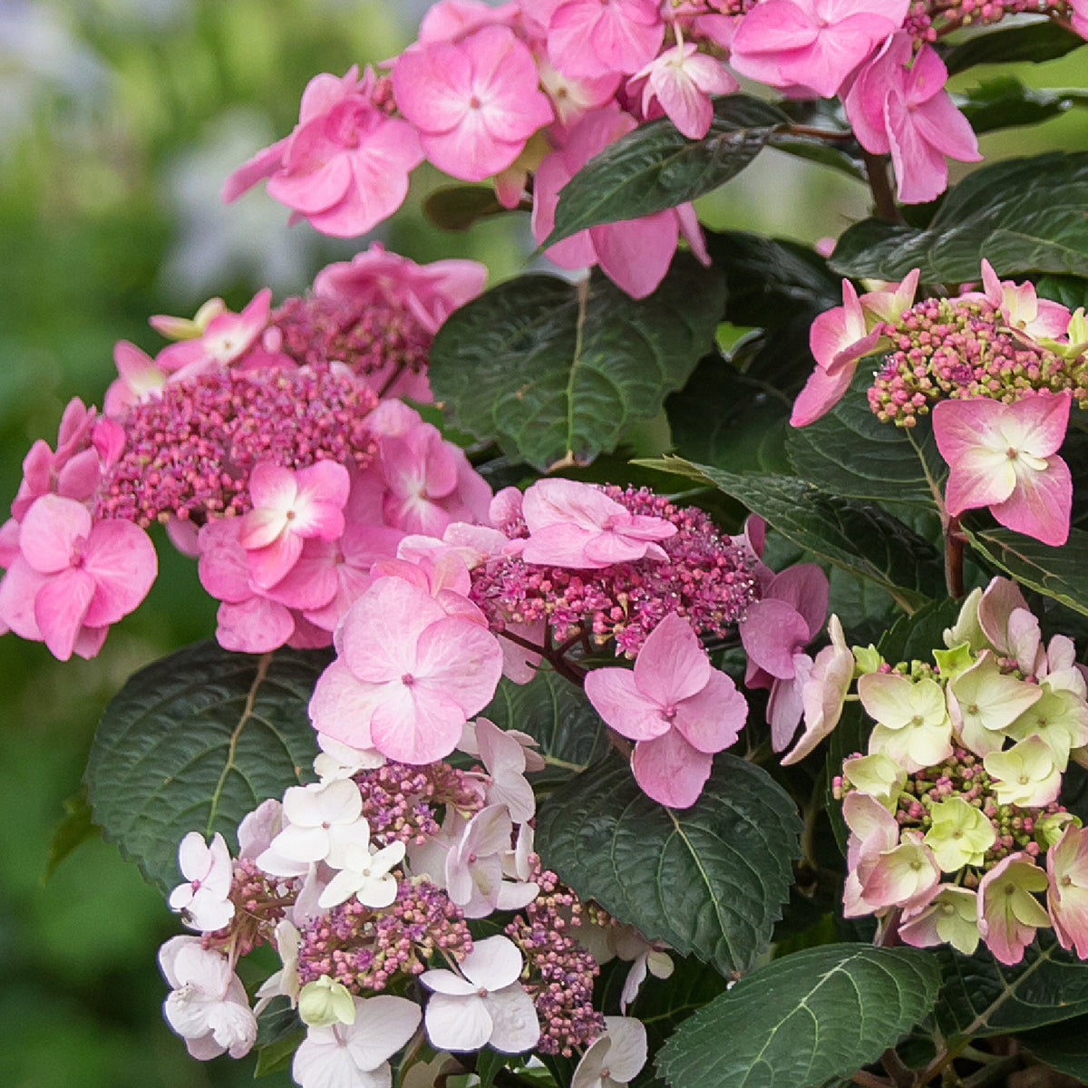 Blüte der Tellerhortensie Endless Summer® 'Pop Star' Rosa