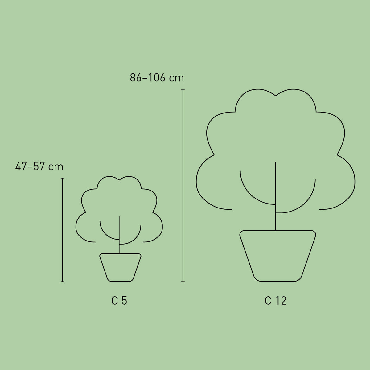 Größe der Tellerhortensie Endless Summer® 'Pop Star' Rosa