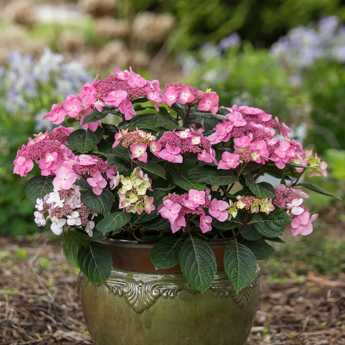 Tellerhortensie Endless Summer® 'Pop Star' Rosa im Topf