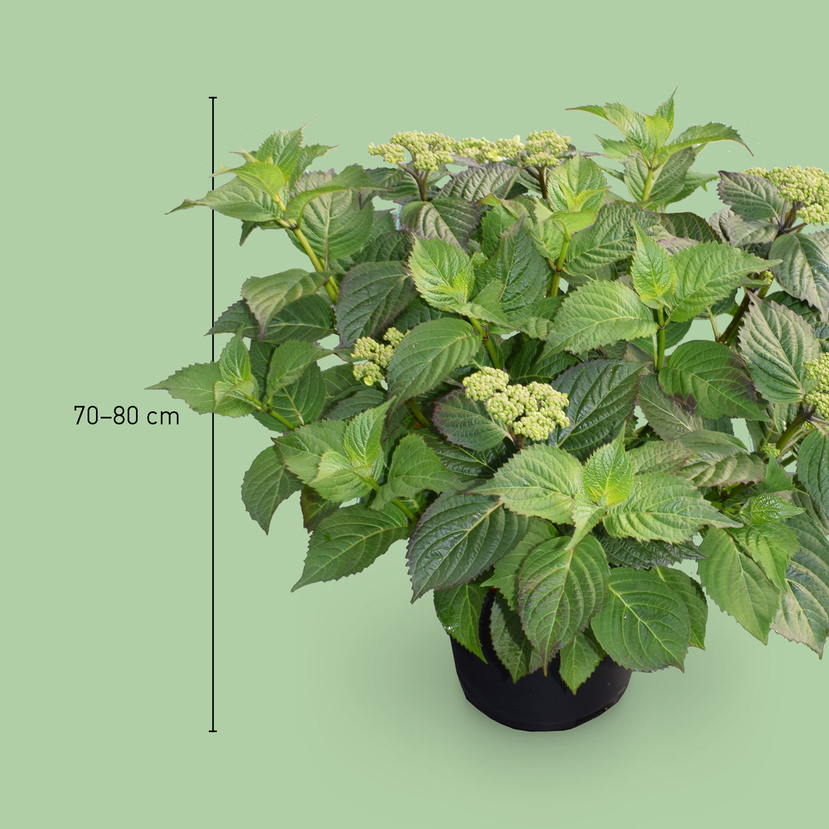 Größe der Tellerhortensie 'Veerle'