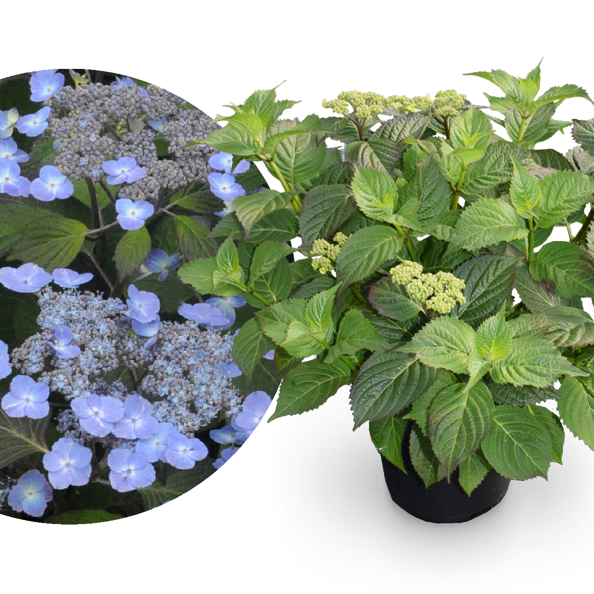 Tellerhortensie 'Veerle' Lilablau
