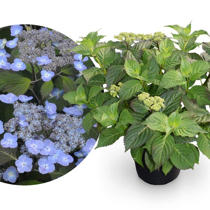 Tellerhortensie 'Veerle' Lilablau