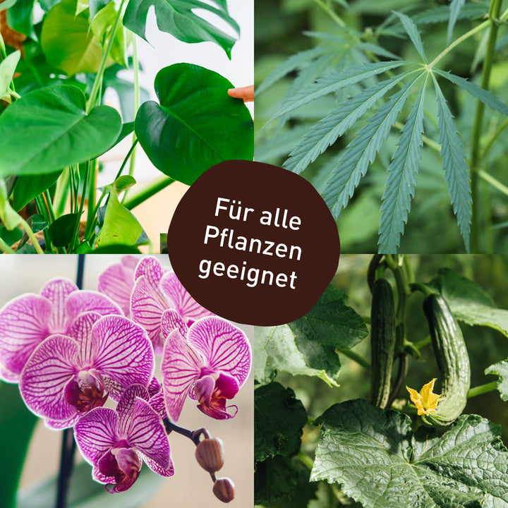 Thripse an Monstera, Cannabis, Orchideen und Gurken bekämpfen
