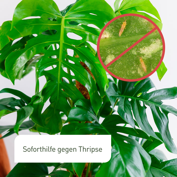 Nützlinge zur Bekämpfung von Thripsen