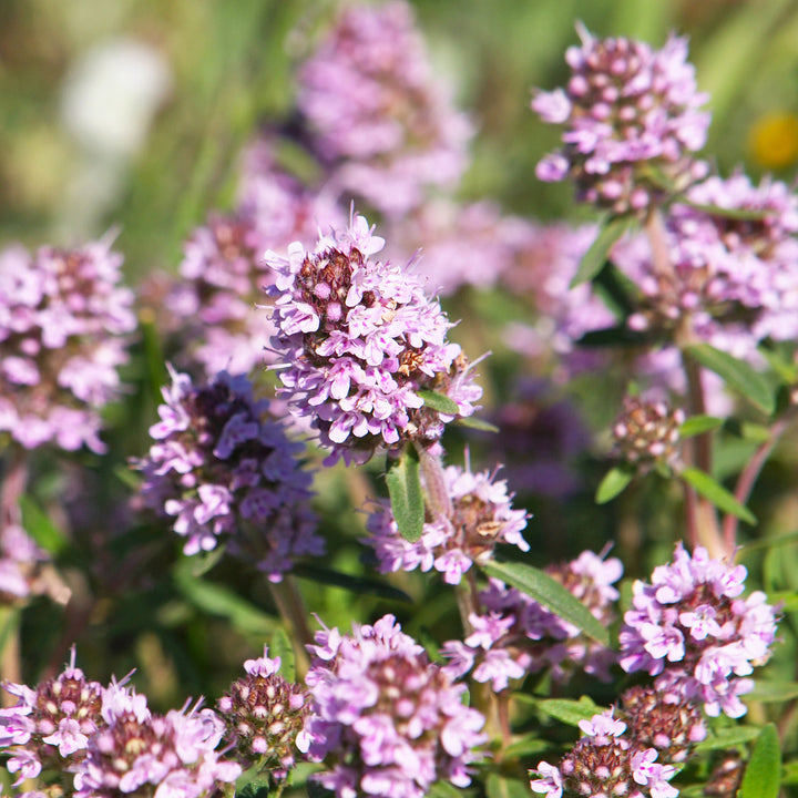 Thymian in Blüte