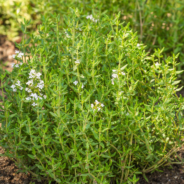 Blühender Thymus vulgaris Strauch