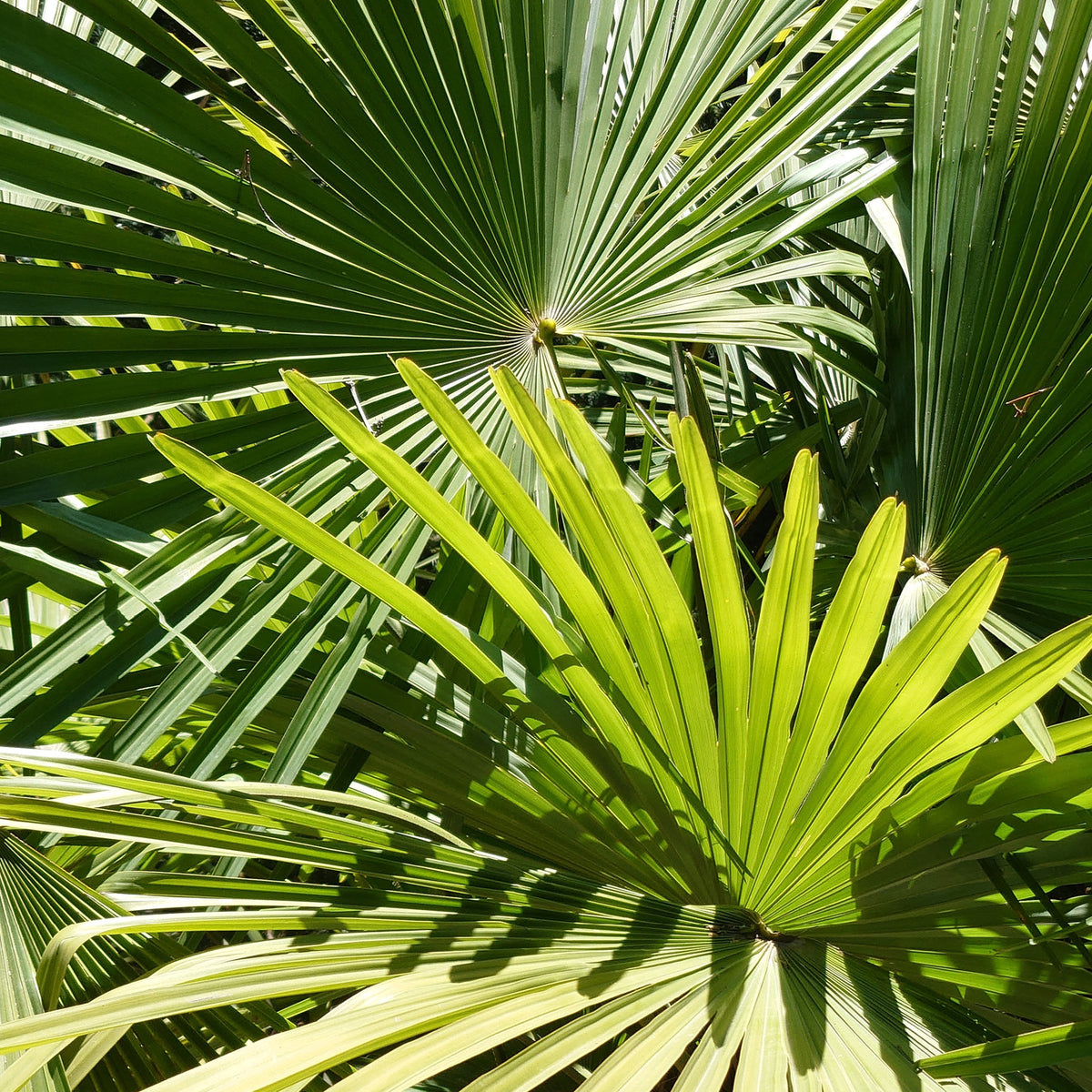 Blätter der Trachycarpus fortunei