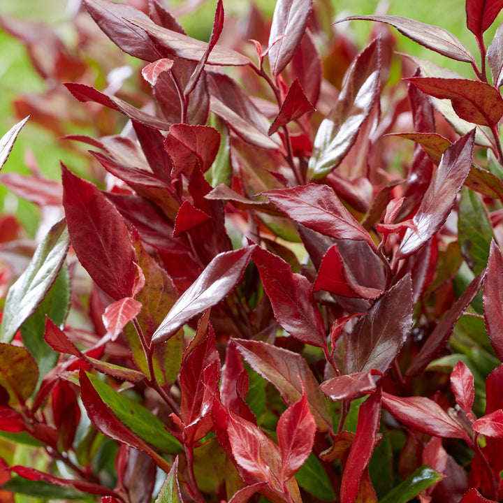 Traubenheide 'Little Flames®' im Topf