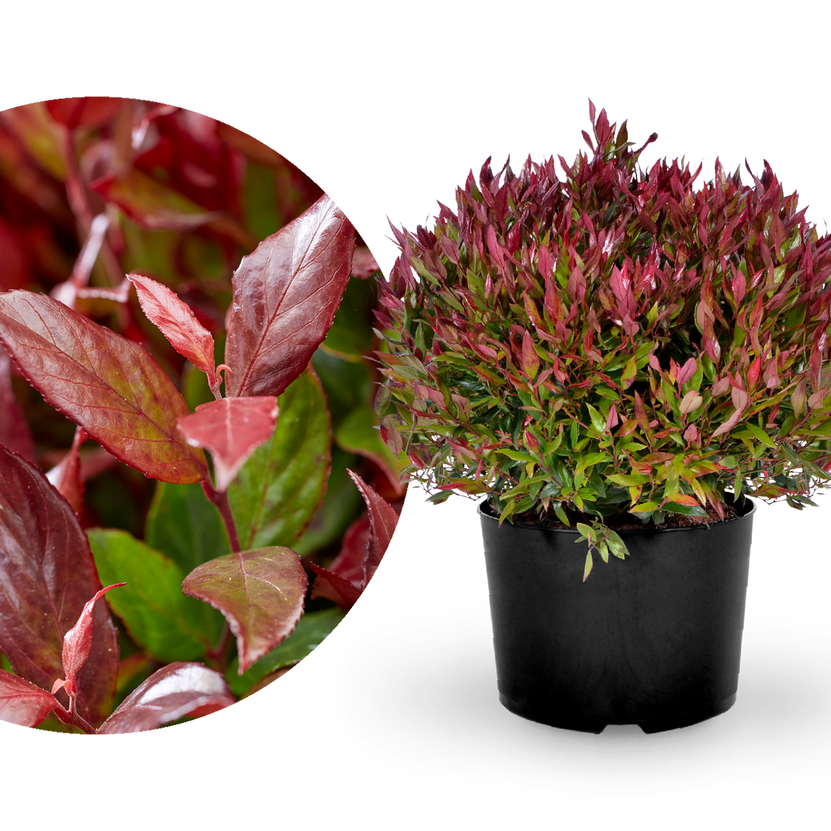 Traubenheide 'Little Flames®'