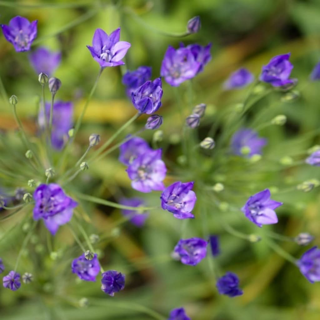 Triteleia laxa