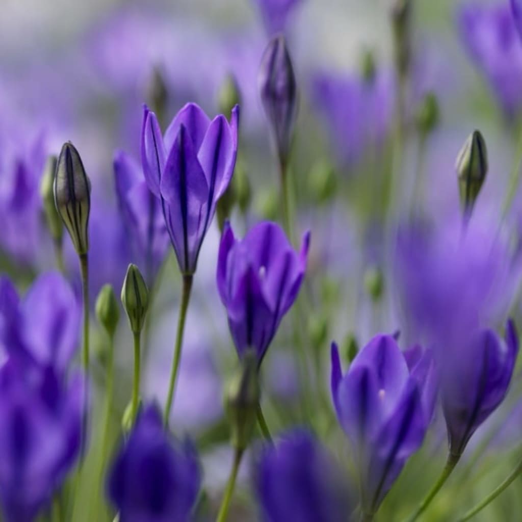 Triteleia laxa